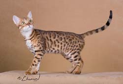 Bengal
