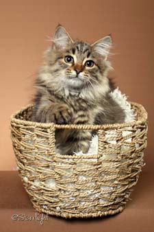 Siberian Kitten