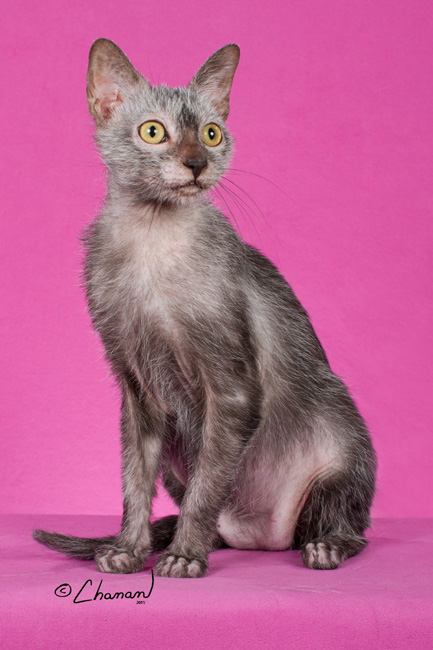 Lykoi