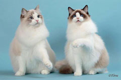 Ragdolls